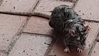 Riesige RATTE auf der Fussgängerzone | 10 Cent Zocker, big Rat