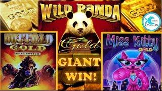 Buffalo Gold Slot Machine - Big Bet, BIG WIN! w/ Panda Gold & Miss Kitty Gold
