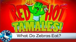 Red Hot Tamales Slot Machine and Nugget BBQ Rib Cookoff Festival