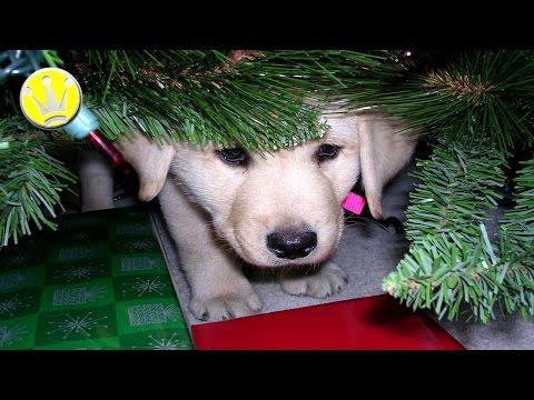 BEST REACTIONS TO SURPRISE PUPPY GIFTS!
