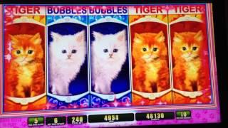 OMG Kittens Bonus At Max Bet