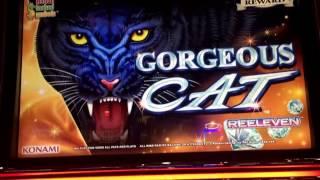 From $40 to ??? Gorgeous Cat Slot Bonuses BIG WINS!!!