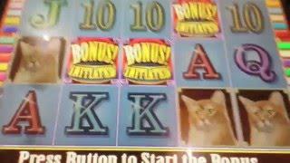 Kitty Glitter bonus