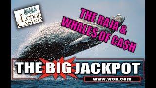 • The Lodge Casino Brings The Raja Some Good Luck On Whales Of Cash! •