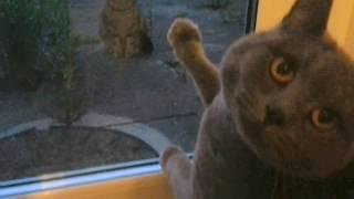 Barney The British Shorthair Cat Gets A Visitor