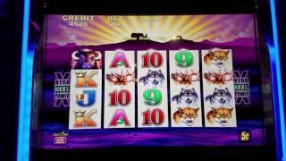 Buffalo Slot Machine Max Bet 500$ Quick Lose