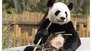 JACKPOT!! Aruze Giant Panda MAX BET!