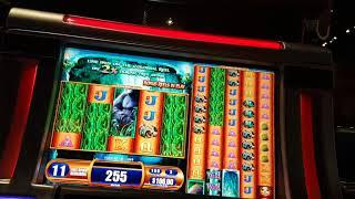 Queen of the Wild II free spins (Buffalo Bills Casino)