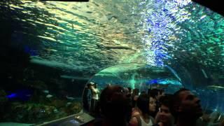 Ripley's Aquarium Toronto Canada, Danger Lagoon entire tunnel ride walkway.  August 1st, 2015.