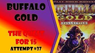 The Quest for 15 - Buffalo Gold Attempt #37