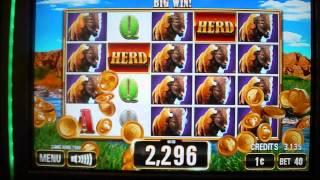 The Herd NEW GAME Buffalo Inspired Slot Machine Line Hit