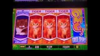 OMG Kittens Max Bet Free Spins!