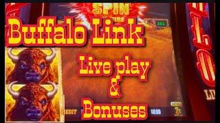 Buffalo Link - first Live Play & bonuses
