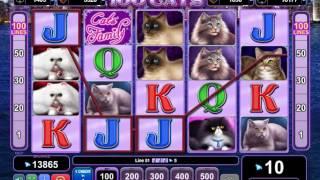 100 Cats slot game