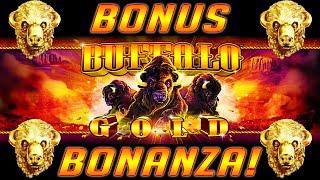 BUFFALO GOLD Bonus Bonanza! Multiple BIG WINS!