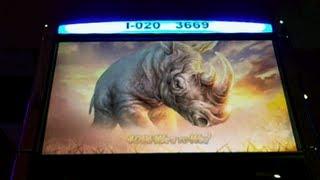 WMS - Raging Rhino Slot Machine Bonus