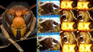 What It's Like to get Stung by a Murder Hornet ★ Slots ★