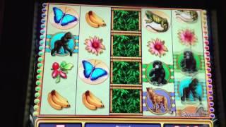 Gorilla Chief Slot Machine ~ FREE SPIN BONUS! ~ Bay Mills Casino! • DJ BIZICK'S SLOT CHANNEL