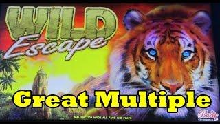 Bally - Wild Escape - Nice Win!