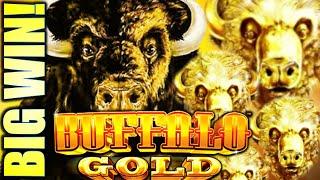 WINNING ON BUFFALOES!! BUFFALO DIAMOND & BUFFALO GOLD Slot Machine (Aristocrat Gaming)