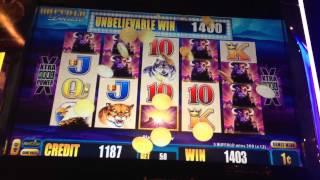 Aristocrat's Buffalo Deluxe Slot Machine - Nice Win
