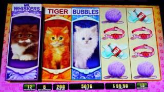 OMG! Kittens Slot Free Spins