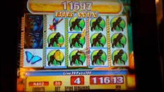 silverback slot machine bonus win