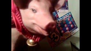 Scratchcard..with Moaning Pig ready to Move?