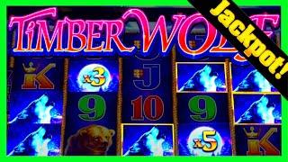 IDIOT GAMBLER DOESN'T REALIZE HOW MUCH HE JUST WON! (HINT: ITS A MASSIVE JACKPOT!) TimberWolf Gold
