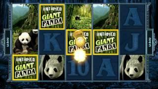 Untamed Giant Panda Slot   Freespin Big Win 172x Bet