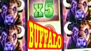 • BUFFALO GRAND vs BUFFALO DELUXE • BIG WIN • FREE GAMES • BUFFALOOOOO •