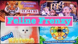 FELINE FRENZY ~ 4 CAT GAMES! •LIVE PLAY• MAX BET in Las Vegas