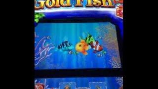 Big Win! Goldfish III! At the D Las Vegas!