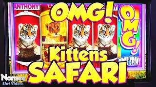 OMG! Kittens SAFARI Slot Machine - Long Play and BONUS - NICE WIN!!