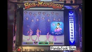 Even more fun than I remembered! Sea Monkeys