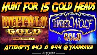 Hunt For 15 Gold Heads! Episodes #43 and #44 - Buffalo Gold Collection and TimberWolf Gold