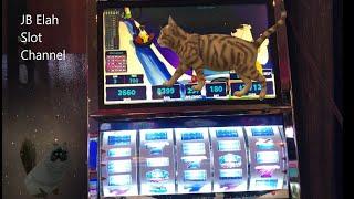 POLAR HIGH ROLLER Up & Down Winning Cats JB Elah Slot Channel Choctaw