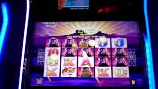 "The Night of the Buffalo"  Big Win on Buffalos' line hit on Buffalo slot machine!