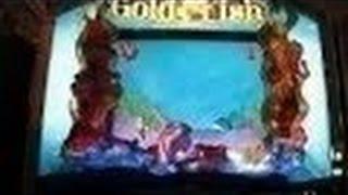 Gold Fish Slot Machine Bonus-Live Play-Max Bet