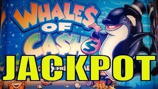 •JACKPOT !! THAT WHY I LOVE THIS GAME•WHALES OF CASH (Aristocrat) Slot $3.75 Bet/HANDPAY•Pechanga•彡