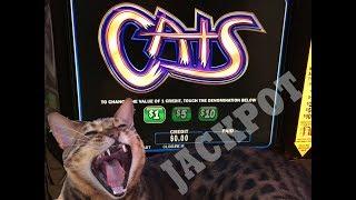 Huge Cats Bonus  High Limit Jackpot! • Slots N-Stuff