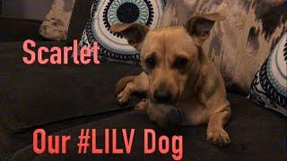 The #LILV Dog - Scarlet!