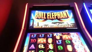 LIVE PLAY Bull Elephant Nickel Slot w/Bonus