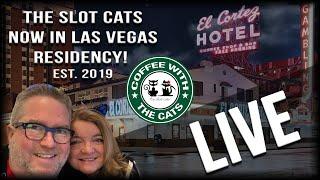 LIVE: Coffee with the Cats! •️  09/01/2019