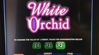 White Orchid High Limit Live Play Monday • Slots N-Stuff