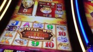 Buffalo Gold Live Play