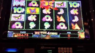 Live Play With Bonus .Wild Butterfly Slot Machine