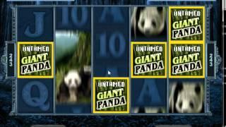Untamed Giant Panda Slot   Freespin Feature Big Win   345x bet