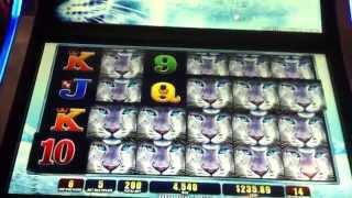 SNOW LEOPARD 4 PAW TRIGGER 20 FREE SPINS! MAX BET $4
