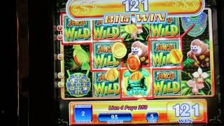 Jungle Wild $1 Slot Bonus